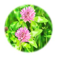 Trifolium pratense